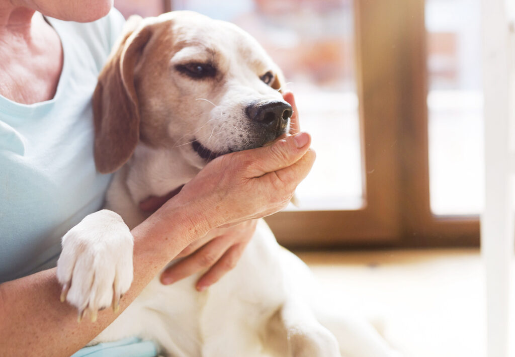 support animal comforting owner