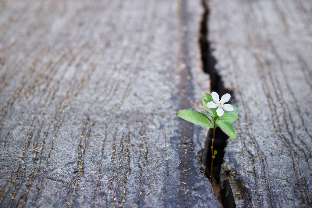 flower growing in concrete